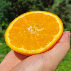 호주산 항공직송 고당도 오렌지10개 20개 알알이 상큼한 orange 오렌지대과 오랜지 네이블오렌지 오렌지과일 과일 시트러스과일, 1박스, 1.5kg(10개내외)