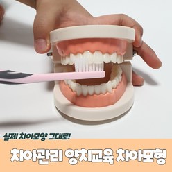 치아관리 양치교육 치아모형, 2개