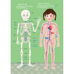 [디자인완두] 2023NEW 뼈와심장이 하는일 유아 포스터 어린이 학습 벽보 인체 우리몸