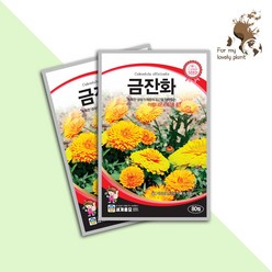 금잔화 80립 세계종묘 화훼류 씨앗 국화과꽃 메리골드, 1개