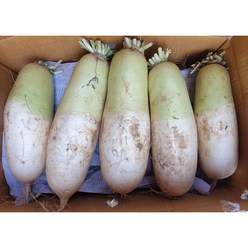 [달달한] 제주무 월동무 세척무 햇무 김장무, 강원도무 (햇무) 10kg(4~6수), 1개