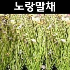 노랑말채나무 묘목 H1.0m 분묘5개/정원수 조경수, 5개