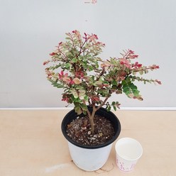 [용이네 화원] 붉은색의 여리여리한 잎색 소코라코 외목형 270 화원 농원, 1개