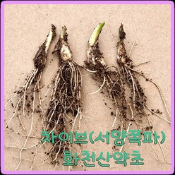 화천산약초 차이브 모종 / 서양쪽파뿌리모종/ 1촉당 300원, 100개