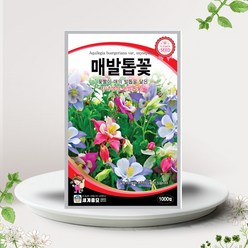 솔림텃밭몰 매발톱꽃씨앗 1000립 매발톱꽃 꽃씨앗 다년생꽃, 1개