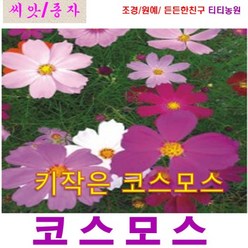 희귀씨앗 ) 키작은 코스모스(왜성 코스모스) 2000립, 1개