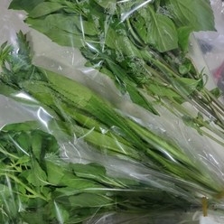 국내산 베트남 야채 가파오 홀리바질 태국바질 1봉 아시안푸드 국내재배 채소 까파오 훌라파, 1개, 태국바질 1팩