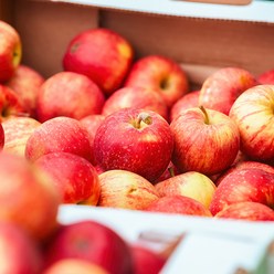 순수농장 부사 사과 과일 선물 세트 가정용 추석 설날 명절 홍로, 실속 중과 2kg