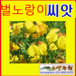 (LT)야생화씨앗 벌노랑이꽃씨앗 1kg