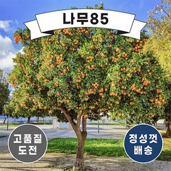 (나무85) 귤나무 7종 시리즈 중 택1, 5.유주 7치, 1개