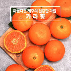 제주 카라향 5kg (못난이 / 벌크포장) 하우스 노지 고당도 귤 감귤 밀감 레드향 천혜향 카라향 청귤 수라향 신비향 가정용 추석 명절 설 감사 은사 선물 조생 타이벡, 벌크포장, 1개