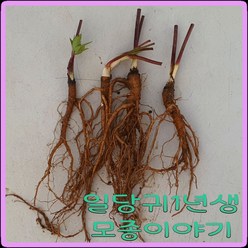 e쉬운새싹채소 모종이야기 당귀 모종 / 쌈당귀모종/ 일당귀모종 1년생 뿌리 1개600원, 50개