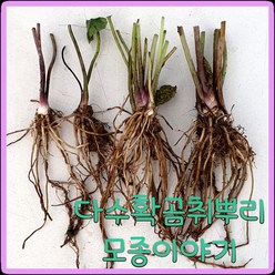 모종이야기 신품종다수확곰취 종근 / 다수확곰취1년생 뿌리모종 주당500원, 50개