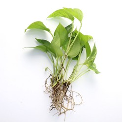 화화생활 수경재배 식물 공기정화식물 물꽂이, 7. 스킨답서스, 세척식물만, 1개