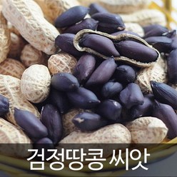 검정 땅콩 씨앗 흑 땅콩 종자 씨 채소 야채 콩 20g, 1개