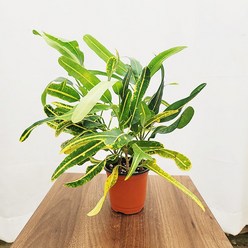[하늘꽃농원] 바나나 크로톤 공기정화식물, 1개, 혼합색상
