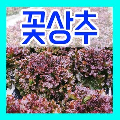 꽃상추씨앗 6g 꽃상추씨 종자심기 쌈채소 키우기, 1개