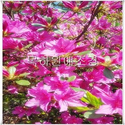 목하원예조경 철쭉나무 (자산홍) 분홍꽃 H40cm전후 5주묶음, 5개