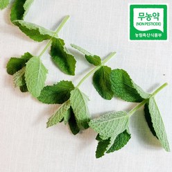 민트생잎 친환경 무농약 허브 음료용 애플민트 100g, 1개
