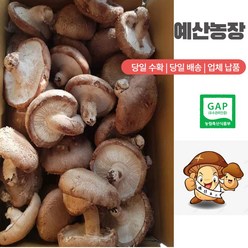 GAP인증 예산표고버섯 못난이 (무료배송) 생표고버섯 가정용으로 추천 다시용 가루용 대량용 육수용 김정용 식당용 건조용 농장직송, 못난이 6kg, 1개