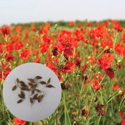 큰뱀무 씨앗 100립 빨간꽃 관상용 나물 식용 식물, 1개
