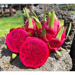 제주 용과 레드용과 적용과 드래곤후르츠 dragon fruit 2kg내외, 레드용과 2kg 내외(4~7수), 1개