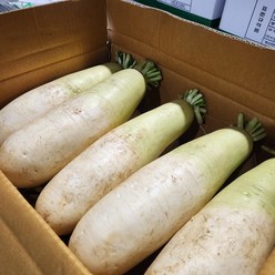 국내산 황토무 무우 5kg 10kg, 1box