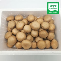 국내산 친환경 무농약 갈색양송이 버섯 2kg, 1개