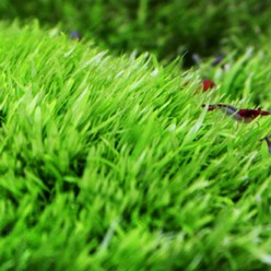 니그로 워터론 (500동전크기) - 전경초 초심자용 수초 음성초 유경초 수초키우기, 단품