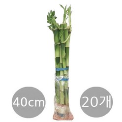 도도팜 1+1 개운죽 40cm (20ea) 수경식물 공기정화 습도조절