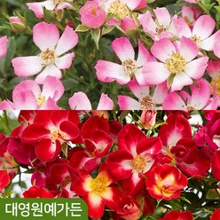 찔레장미 꽃나무 정원수 찔레나무, 분홍찔레(큐티파이) 15cm포트, 1개