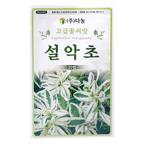 다농 설악초 씨앗 20p, 1개