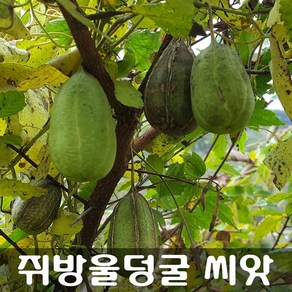 [해피플라워] 쥐방울덩굴 까마귀오줌통 씨앗 100립 / 봄 여름 가을 파종 야생화 꽃씨, 1개