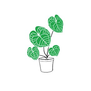 태틀리 Calathea Plant 타투스티커 페어 2매, 2개, 단품