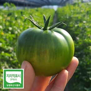 [굿이스] 산지직송 프리미엄 대저 토마토 GAP인증 고당도 짭짤이토마토, 1박스, 2.5kg 특과(3S-S)