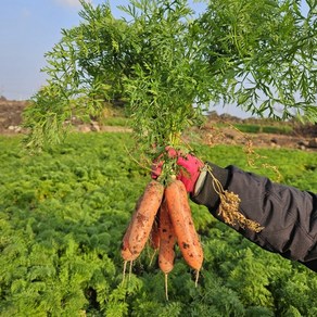 [평대돌담농장] 제주 구좌당근 산지직송 주스용 햇 흙 당근 5kg 10kg, 1박스, 중 5kg