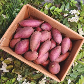 [땅끝남해] 24년수확 해남 황토 세척 꿀고구마 2kg/3kg/5kg/10kg 골라담기, 10kg(중상), 1세트