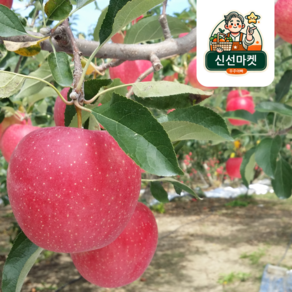 경북 부사 꿀사과 가정용 못난이 정품 3kg 5kg 10kg, 1개, [가정용] 5kg 중대사이즈