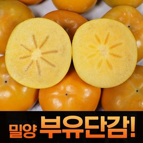 산지직송 고당도 햇단감 밀양단감 부유단감 소과 5kg, 1세트