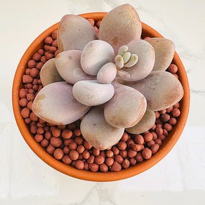 농장직송 산아래 다육이 생명력최고 키우기쉬운 공기정화 전자파차단 하월시아 아메치스 다육 식물 선인장, 1개, 럭셔리