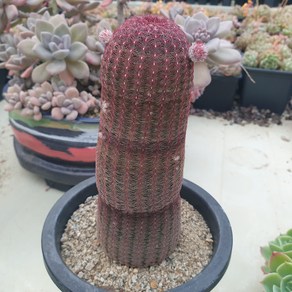 [수암다육] 자태양 랜덤발송 Echinoceeus igidissimus ssp. ubispinus 다육 다육이 다육식물, 1개