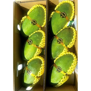 [아이브릭스]베트남 그린망고 다일론 망고(Vietnam mango) 새콤달콤 아삭이 망고, 1박스, 2.5kg내외