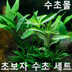 초보자 수초 세트 (애란4촉+산드리아2촉+스파트필름2촉) 초보자수초 자연수초