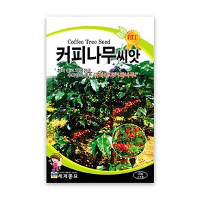 커피 씨앗 나무 종자 커피씨 판매 coffee seed 10알, 1개