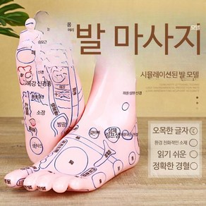 발모형 침자리 실습 교습용 발마사지 모형 전통의학, 20cm 큰 문자 다리