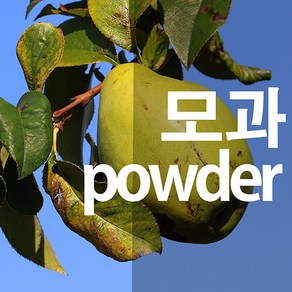 모과가루 말린모과 분말, 100g, 1개, 1개입