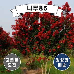 (나무85) 배롱나무 다이너마이트 삽목2년 (2주묶음), 1개