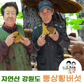 뽕나무상황버섯 강원도 자연산 뽕상황버섯 국산상황버섯