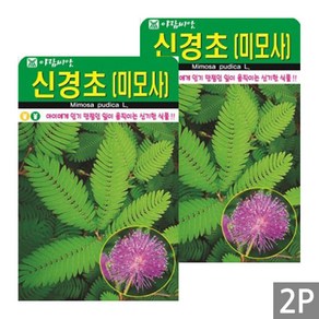 세인화분 신경초 50립 - 국산 미모사 씨 씨앗, 2개