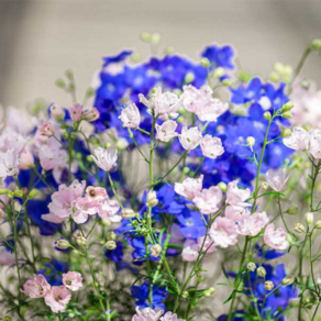 델피늄 제니스펄 핑크/블루 (꽃씨앗/10립) Delphinium Jenny's Pearl